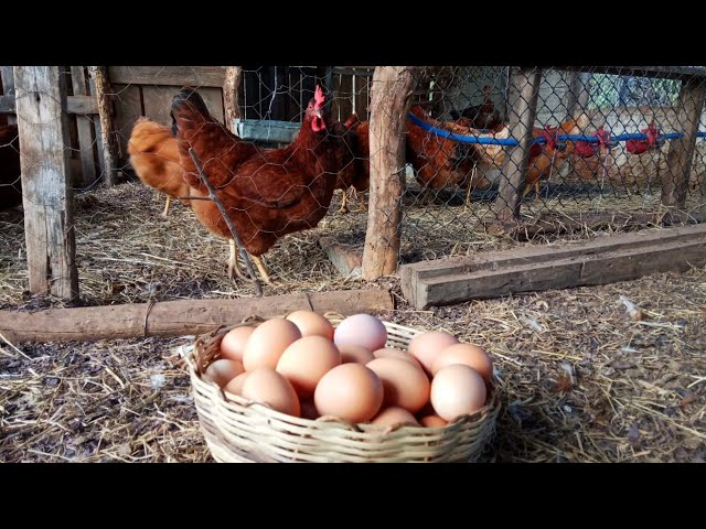 Video de pronunciación de Ovos en El portugués