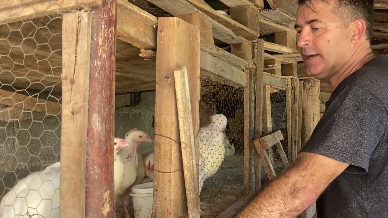 Dicas como criar frango branco