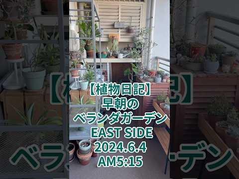 deco-balcon-plantes-arbustes-bas-décoratifs