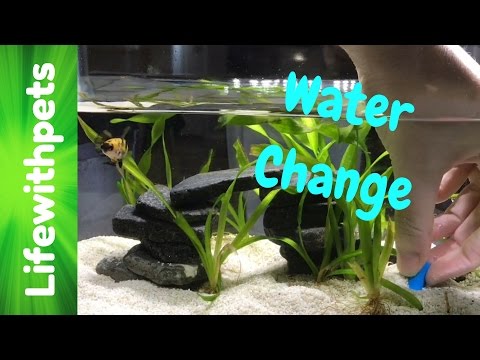 How to do a Water Change on a Betta Fish Tank