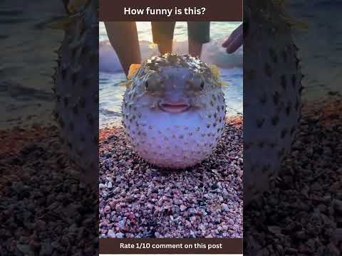 Funny animal moments #shorts