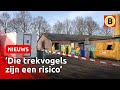 Vogelgriep bij pluimveebedrijf Sint-Oedenrode, drie bedrijven geruimd | Omroep Brabant