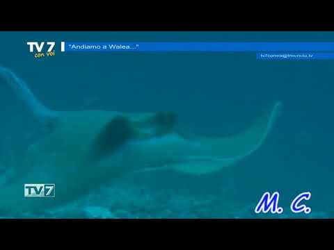 Tv7 con Voi del 09/11/2017 - Andiamo a Walea (2 di 3)