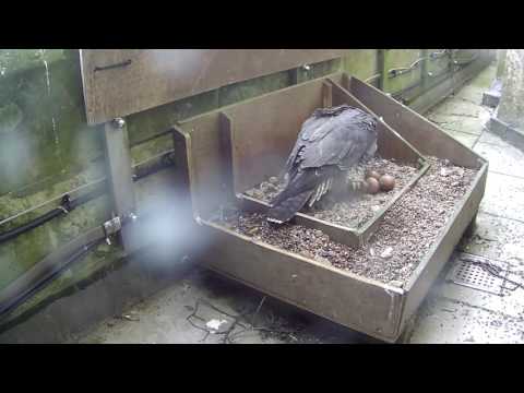 First signs of hatching 19 May 2017