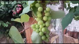 VEJA COMO Plantar Mudas de Uva, Passo a Passo.