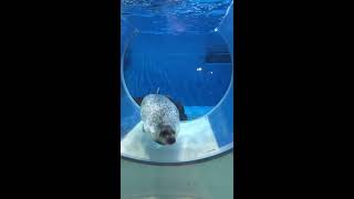 のとじま水族館 アザラシ