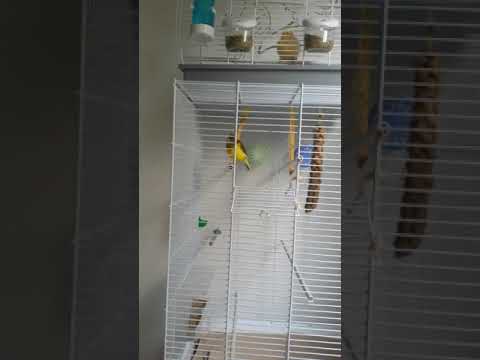 Ah moj lulja e sarit