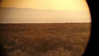 Sage Grouse mating displays on a lek near Owyhee mountains