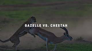 15 EXTREME Wild Animal Fights video