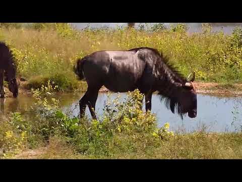 Djuma: Wildebeests with a couple growing calves - 09:15 - 04/01/21