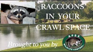 RACCOONS IN YOUR CRAWL SPACE