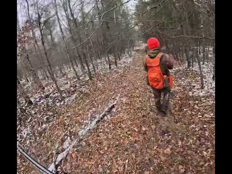 Ogemaw County Grouse Hunting #englishspringerspaniel #germanshorthairedpointer #opossum