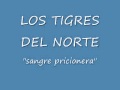 sangre pricionera los tigres del norte