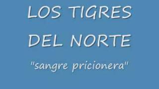 sangre pricionera los tigres del norte
