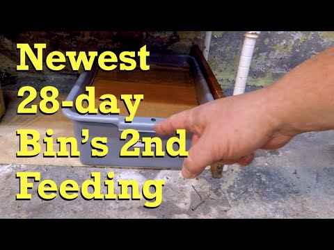 28-day red wiggler system's 2nd feeding after 2 weeks - worm farm vermicompost