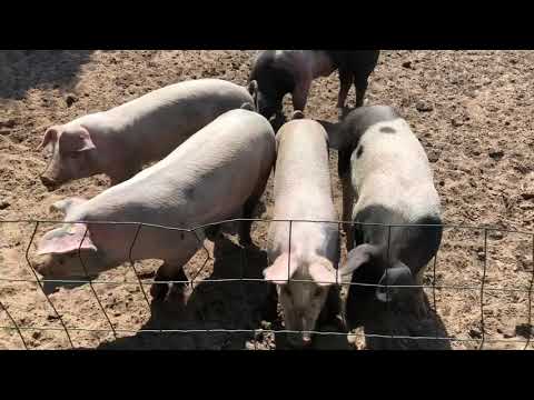 Varkens in Melderslo (2)