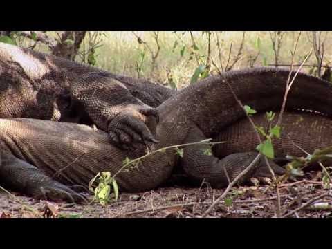 (ARTE) Der Komodowaran - Big Five Asien - Dokumentation 2016 [NEU + HD]