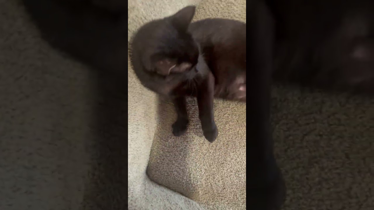 Elroy is a Big Boy Love, a Adoptable Domestic Short Hair in Eagle Point, OR video 5/6