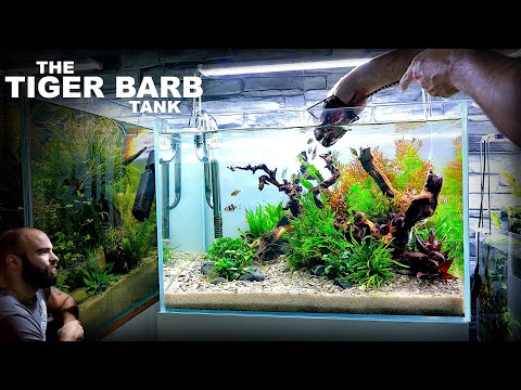 Tiger Barb planted aquarium aquascape tutorial