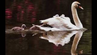 Ell Color de tu Mirada