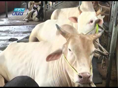 অনলাইন কোরবানীর পশুর হাটের পরিকল্পনা করছে ঢাকা উত্তর সিটি করপোরেশন