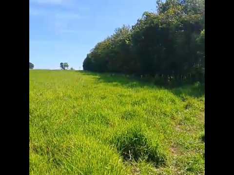Sítio 7.3 alqueires paulista a venda na região de Monte Aprazível/Poloni-Sp. (nascente, casa 3quarto