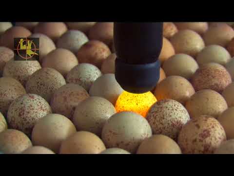 GIBIS — Notre élevage