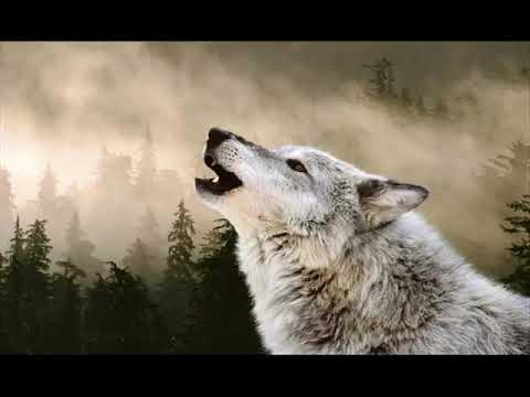 Phil Thornton - Animal Guides