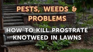 How to Kill Prostrate Knotweed in Lawns