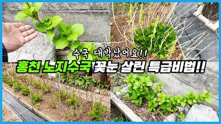 겨울에 이것 해주었더니 수국 꽃눈들이 다 살았습니다!! 월동채비 없이 노지수국 꽃피우는법!!