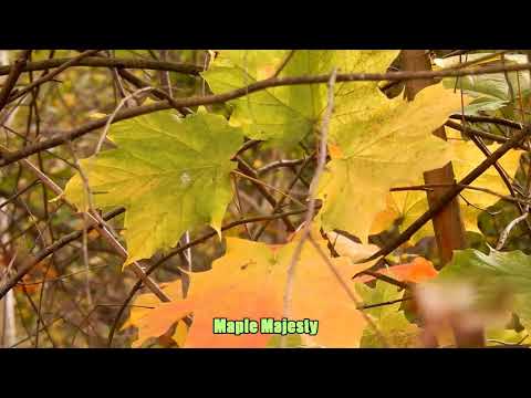 A brief tour of Succop Nature Park (Butler, PA) Penn Twp. (managed by the Audubon Society)