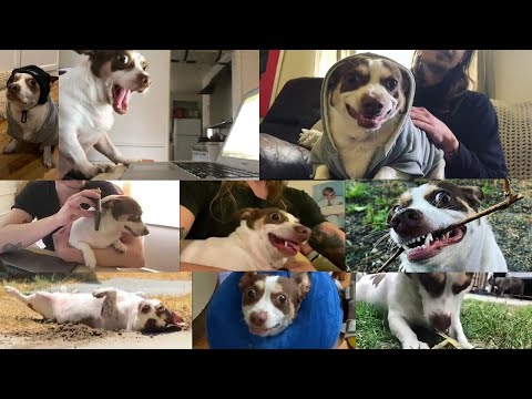 literally all of the Mr.Bubz videos on the internet