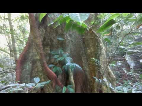 Enah Ha Plante Uma Árvore 2020