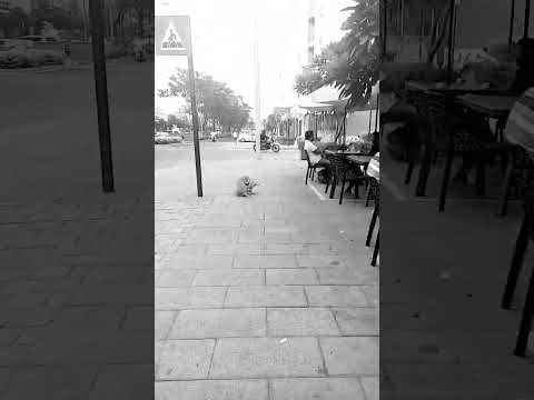 funny dog #vidushi #doglover