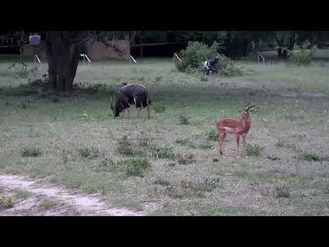 Djuma: Nyala bull and Impala ram - 18:19 - 12/05/2022