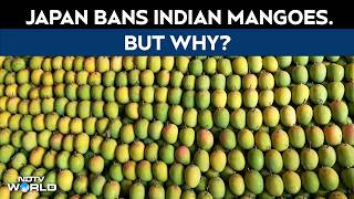 Download lagu Japan Bans Indian Mangoes After 20 Years. Food s Found This mp3 Download lagu Japan Bans Indian Mangoes After 20 Years. Food s Found This mp3