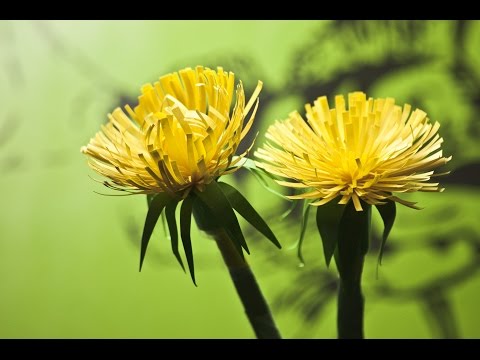 How to make a paper flowers (Taraxacum ) Video