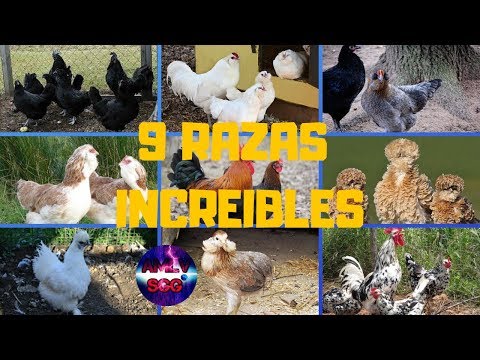 , title : '9 increíbles RAZAS de GALLINAS y sus HUEVOS de COLORES | 2019'