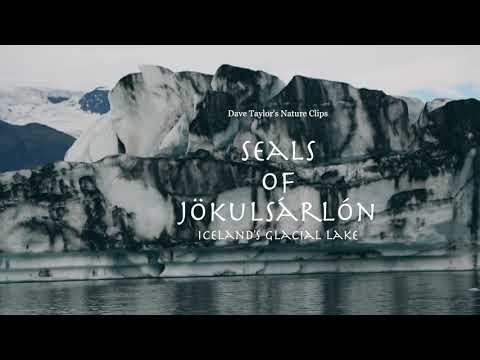 Seals of Jökulsárlón, Iceland's Glacial Lake