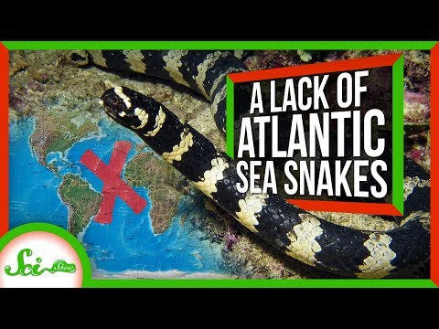 なぜ大西洋にはウミヘビがいないのか？ (Why Are There No Sea Snakes in the Atlantic?)