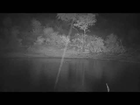 Djuma: Visiting Hippo quietly arrives - 03:07 - 11/19/21