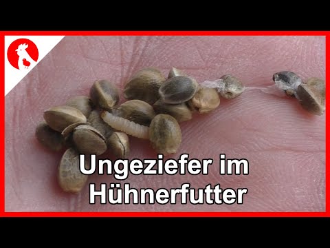 129 Ungeziefer im Hühnerfutter -  Jensman and the Huhns