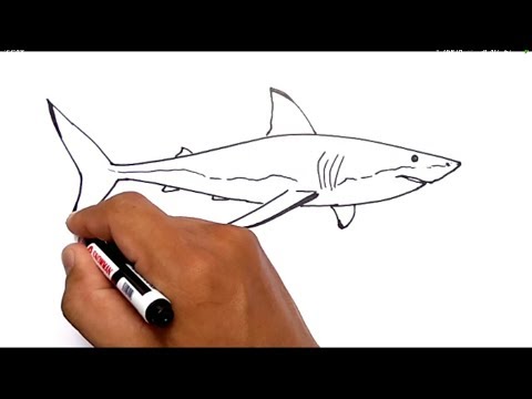 Cara Menggambar Ikan Paus Pembunuh - Mengggambar dan Mewarnai ðð