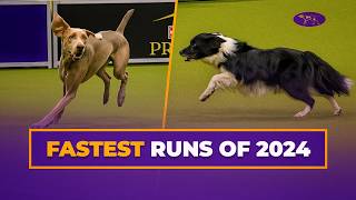 Best of 2024 Masters Agility Championships | Westminster Agility Highlights gameplay video by alucas, 9:33 duration