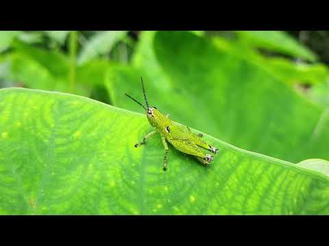 Grasshopper Jumping || Slow motion