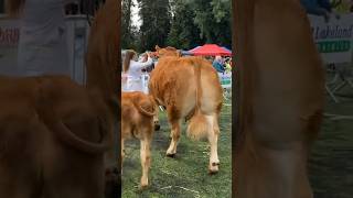 Download lagu Sapi Limousin Super - Pameran Virginia mp3