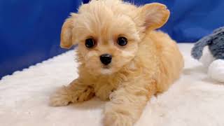 ハーフ犬の動画01