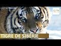 Le Tour De Chine D Oliver Le Tigre De Sibérie