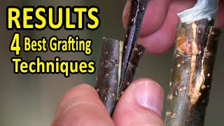 Download lagu The 4 BEST Grafting Techniques using DORMANT SCIONS | RESULTS after 35 days mp3 Download lagu The 4 BEST Grafting Techniques using DORMANT SCIONS | RESULTS after 35 days mp3