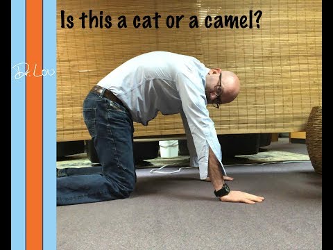 Cat Camel Stretch For Your Back!